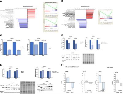 27-hydroxycholesterol and DNA damage repair: implication in prostate cancer